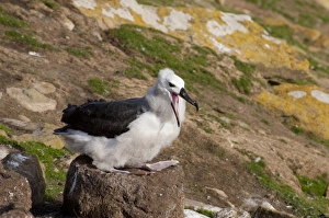 Images Dated 24th March 2010: Falkland Islands, West Falkland, Saunders Island. Fledgling Black-browed albatross (wild