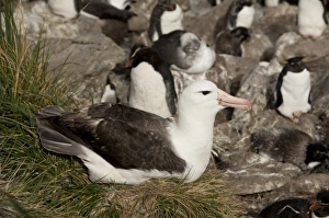 Falkland Islands, West Falkland, West Point Island. Black-browed albatross on nest (wild