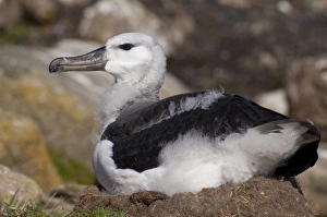 Images Dated 24th March 2010: Falkland Islands, West Falkland, Saunders Island. Fledgling Black-browed albatross (wild
