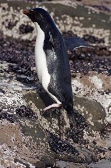 Images Dated 24th March 2010: Falkland Islands, West Falkland, Saunders Island. Southern Rockhopper penguins (wild