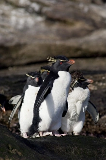 Images Dated 24th March 2010: Falkland Islands, West Falkland, Saunders Island. Southern Rockhopper penguins (wild
