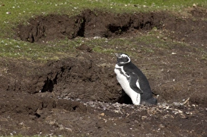 Images Dated 24th March 2010: Falkland Islands, West Falkland, Saunders Island. Magellanic penguin (wild: Spheniscus