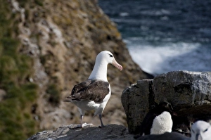 Falkland Islands, West Falkland, West Point Island. Black-browed albatross adult on cliff edge