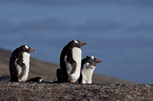 Images Dated 24th March 2010: Falkland Islands, West Falkland, Saunders Island. Molting Gentoo penguins (wild