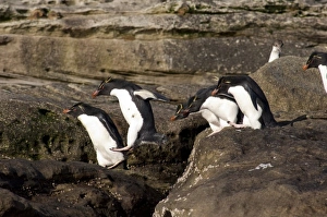 Falkland Islands, West Falkland, Saunders Island. Southern Rockhopper penguins (wild