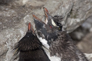 Falkland Islands, West Falkland, West Point Island aka Albatross Island. Southern