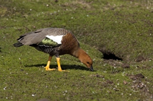 Falkland Islands, West Falkland, Saunders Island. Female Upland goose (wild: Chloephaga