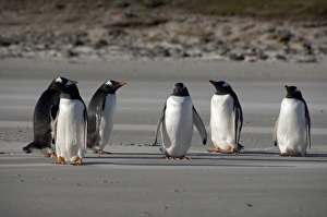 Images Dated 24th March 2010: Falkland Islands, West Falkland