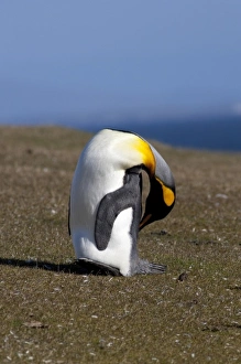 Images Dated 24th March 2010: Falkland Islands, West Falkland, Saunders Island. King penguins (wild: Aptenodytes