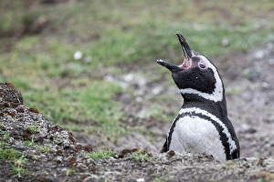 Images Dated 11th January 2024: Falkland Islands, West Falklands, Saunders Island. Magellanic penguin