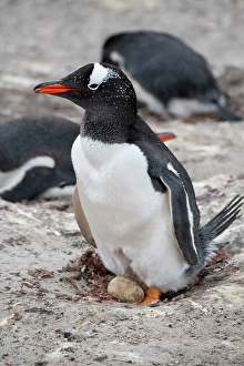 Colony Prints: Falkland Islands, West Falklands, Saunders Island. Nesting gentoo penguin with egg