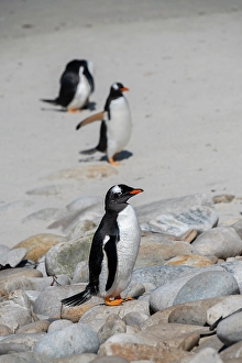 Images Dated 11th January 2024: Falkland Islands, West Falklands, Grave Cove. Gentoo penguins on sandy white beach