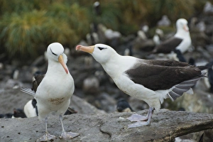 Images Dated 5th February 2014: Falkland Islands. West Point Island. Black-browed albatross (Thalassarche melanophrys)