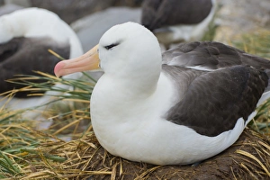 Falkland Islands. West Point Island. Black-browed albatross (Thalassarche melanophrys)