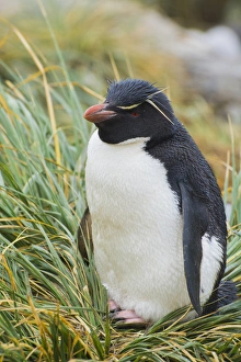 Images Dated 5th February 2014: Falkland Islands. West Point Island. Southern rockhopper penguin (Eudyptes chrysocome)