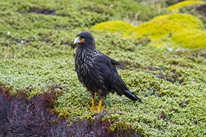 Talon Prints: Falkland Islands. West Point Island. Striated caracara (Phalcoboenus australis)