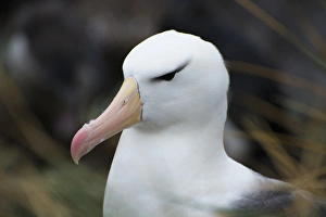 Images Dated 5th February 2014: Falkland Islands. West Point Island. Black-browed albatross (Thalassarche melanophrys)