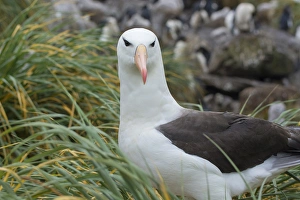 Images Dated 5th February 2014: Falkland Islands. West Point Island. Black-browed albatross (Thalassarche melanophrys)