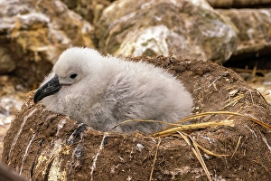 Nest Prints: Falkland Islands, West Point Island