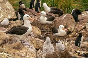 Nest Prints: Falkland Islands, West Point Island