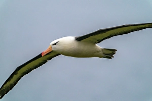 Falkland Islands, West Point Island. Black-browed albatross in flight. &copy;Cathy & Gordon Illg / Jaynes Gallery / DanitaDelimont.com