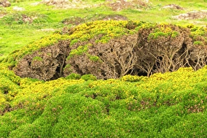 Shrub Prints: Falkland Islands, West Point Island