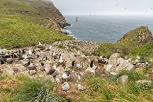 Penguin Prints: Falkland Islands, West Point Island