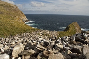 Images Dated 24th March 2010: Falkland Islands, West Point Island. Devils Nose rookery. Black-browed albatross (wild