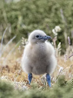Charadriiformes Prints: Falkland skua or brown skua chick. They are the great skua of the southern polar
