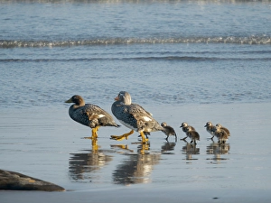 Family Prints: Falkland steamer duck chicks, an endemic duck living on the coasts of the Falkland Islands