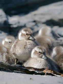 Flightless Prints: Falkland steamer duck chicks, an endemic duck living on the coasts of the Falkland Islands
