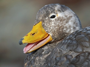 Flightless Prints: Falkland steamer duck, an endemic duck living on the coasts of the Falkland Islands