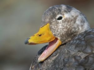 Flightless Prints: Falkland steamer duck, an endemic duck living on the coasts of the Falkland Islands