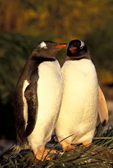 Falklands Islands