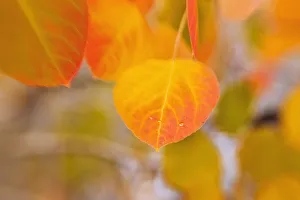 Inyo Prints: Fall aspen leaf detail, Inyo National Forest, Sierra Nevada Mountains, California, USA