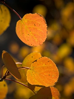 Eastern Sierra Prints: Fall aspen leaves, Eastern Sierras, Bishop, California