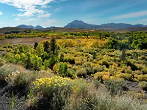 Sierra Prints: Fall, aspen leaves glow brightly at Conway Summit, Sierra Nevada, California