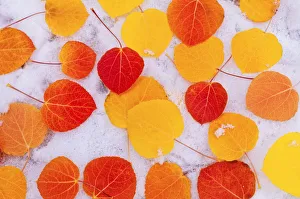 Inyo Prints: Fall aspen leaves on snow, Inyo National Forest, Sierra Nevada Mountains, California, USA