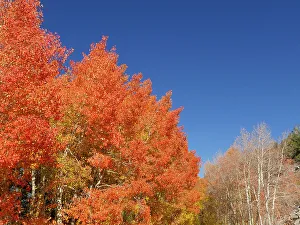 Bishop Prints: Fall aspen trees, Eastern Sierras, Bishop, California