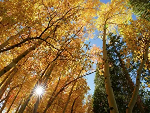 Bishop Prints: Fall aspen trees, Eastern Sierras, Bishop, California