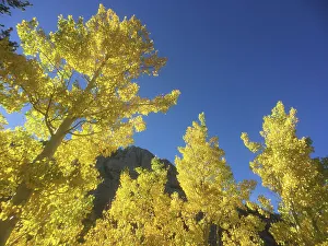 Bishop Prints: Fall aspen trees, Eastern Sierras, Bishop, California