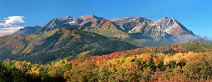 Wasatch Prints: Fall Aspen trees and Maples. Mt. Timpanogos Pano, Wasatch Mountains, Utah