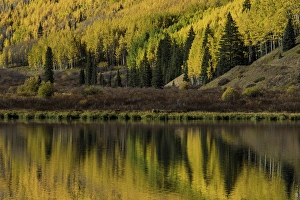 Images Dated 31st January 2016: Fall aspen trees reflected on Crystal Lake at sunrise, near Ouray, Colorado