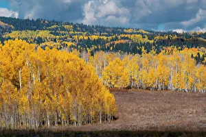 Images Dated 2023: Fall aspens and conifers create a medley on this Colorado hillside, Colorado