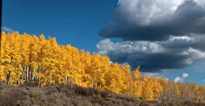 Images Dated 2023: Fall aspens glowing brilliantly in Colorado, Walden, USA
