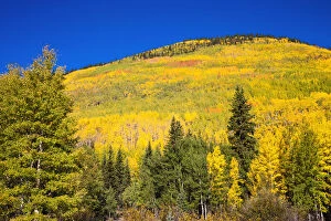 Fall aspens on Red Mountain Pass, Uncompahgre National Forest, Colorado, USA