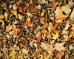 Large Group Of Objects Prints: Fall autumn leaves