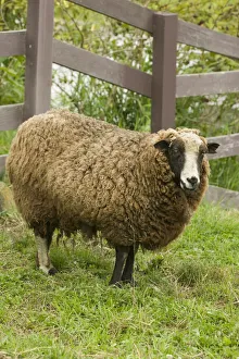 Images Dated 22nd September 2007: Fall City, Washington State, USA. Jacob Sheep mixed breed in pasture by wooden fence