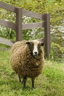 Images Dated 22nd September 2007: Fall City, Washington State, USA. Jacob Sheep mixed breed in pasture by wooden fence