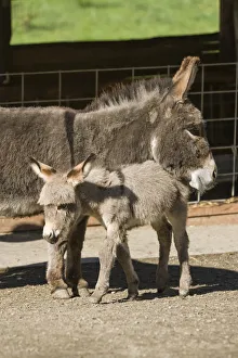 Fall City, Washington State, USA. Affectionate mother and foal Mediterranean Miniature Donkey